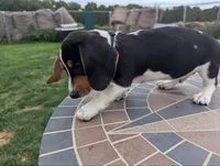 Isla's Black Collar Boy, a male Beagle and Miniature Dachshund for sale in Saint James, MO – 5 of 9