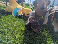 Abbey's Orange Collar Boy, a male Beagle and Miniature Dachshund for sale in Saint James, MO – 9 of 10