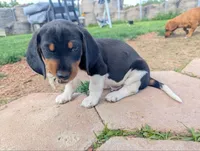 Abbey's Orange Collar Boy, a male Beagle and Miniature Dachshund for sale in Saint James, MO – 3 of 10
