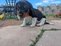 Abbey's Orange Collar Boy, a male Beagle and Miniature Dachshund for sale in Saint James, MO – 4 of 10