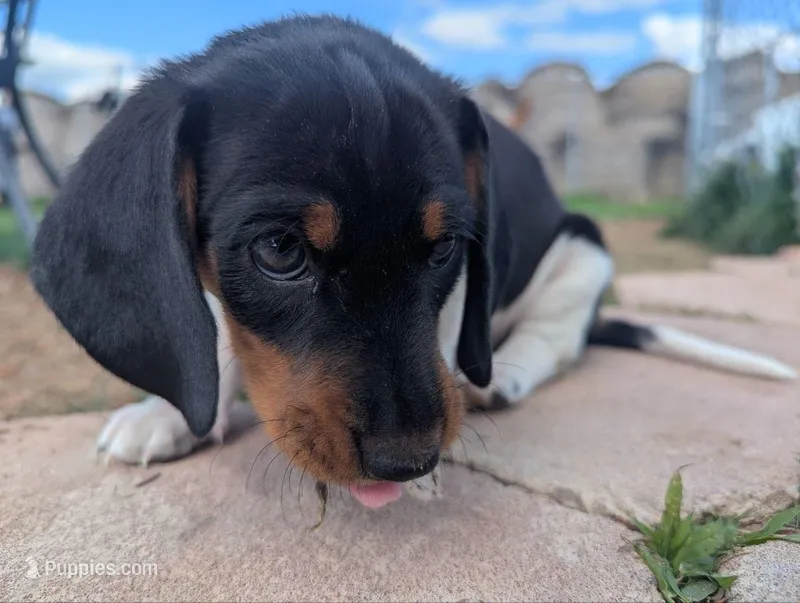Abbey's Orange Collar Boy – Beagle, Miniature Dachshund puppy for sale in Saint James, MO