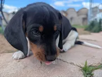 Abbey's Orange Collar Boy, a male Beagle and Miniature Dachshund for sale in Saint James, MO – 1 of 10