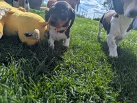 Abbey's Orange Collar Boy, a male Beagle and Miniature Dachshund for sale in Saint James, MO – 10 of 10