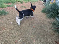 Abbey's Orange Collar Boy, a male Beagle and Miniature Dachshund for sale in Saint James, MO – 5 of 10