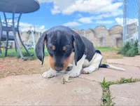 Abbey's Orange Collar Boy, a male Beagle and Miniature Dachshund for sale in Saint James, MO – 2 of 10