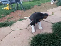 Abbey's Orange Collar Boy, a male Beagle and Miniature Dachshund for sale in Saint James, MO – 7 of 10