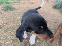 Abbey's Orange Collar Boy, a male Beagle and Miniature Dachshund for sale in Saint James, MO – 6 of 10