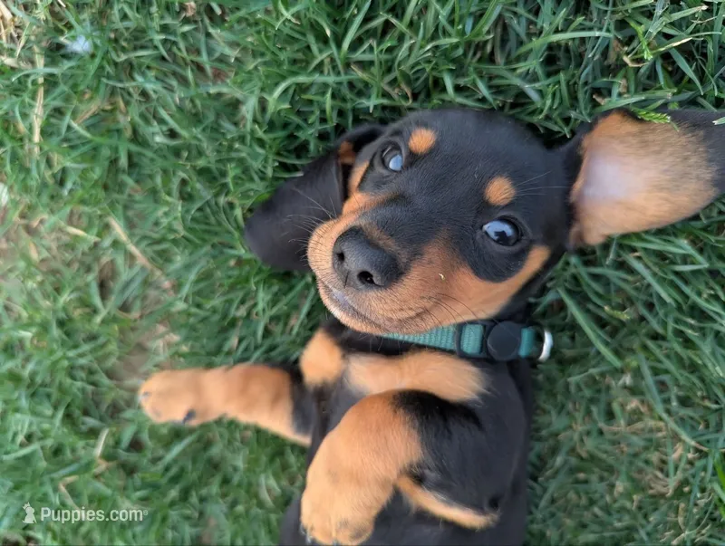 Isla's Green Collar Boy – Miniature Dachshund puppy for sale in Saint James, MO
