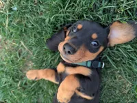 Isla's Green Collar Boy, a male Miniature Dachshund for sale in Saint James, MO – 1 of 10