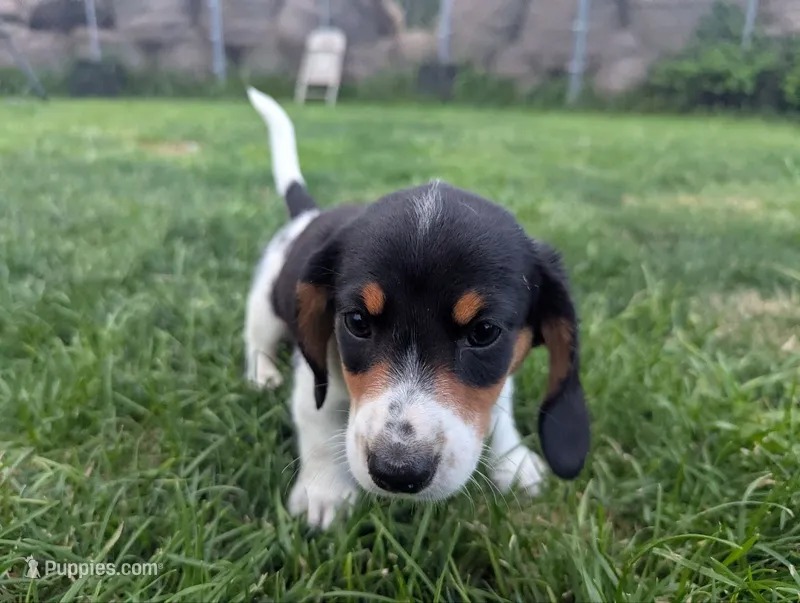 Shaggy – Miniature Dachshund puppy for sale in Saint James, MO