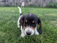 Isla's Sky Blue Collar Boy, a male Beagle and Miniature Dachshund for sale in Saint James, MO – 4 of 10