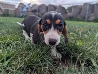 Isla's Purple Collar Girl, a female Beagle and Miniature Dachshund for sale in Saint James, MO – 1 of 10