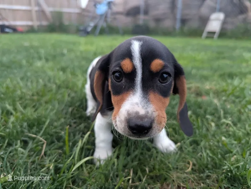 Isla's Black Collar Boy – Beagle, Miniature Dachshund puppy for sale in Saint James, MO