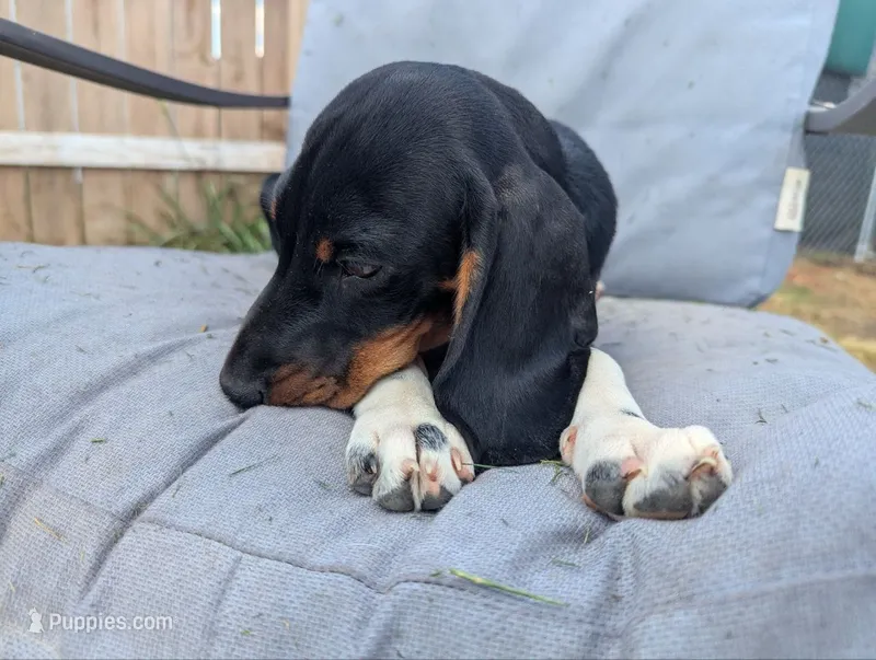 Clint Eastwoof – Beagle, Miniature Dachshund puppy for sale in Saint James, MO