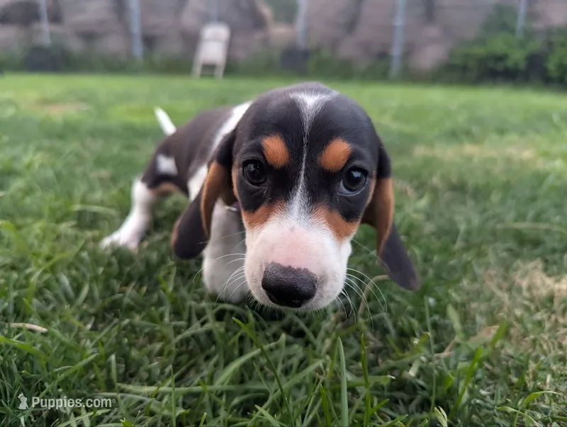 Isla's Purple Collar Girl – Beagle, Miniature Dachshund puppy for sale in Saint James, MO