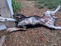Clint Eastwoof, a male Beagle and Miniature Dachshund for sale in Saint James, MO – 4 of 8