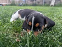 Isla's Black Collar Boy, a male Beagle and Miniature Dachshund for sale in Saint James, MO – 6 of 9