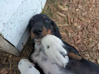 Clint Eastwoof, a male Beagle and Miniature Dachshund for sale in Saint James, MO – 2 of 8