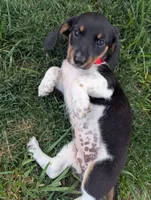 Isla's Red Collar Girl, a female Beagle and Miniature Dachshund for sale in Saint James, MO – 3 of 8