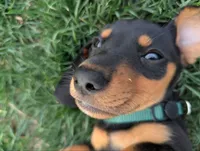 Isla's Green Collar Boy, a male Miniature Dachshund for sale in Saint James, MO – 2 of 10