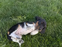 Abbey's Purple Collar Girl, a female Beagle and Miniature Dachshund for sale in Saint James, MO – 1 of 7
