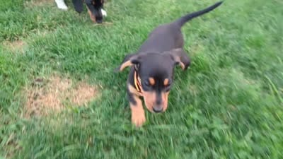 Isla's Orange Collar Boy, a male Miniature Dachshund for sale in Saint James, MO – 10 of 10