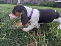 Isla's Purple Collar Girl, a female Beagle and Miniature Dachshund for sale in Saint James, MO – 9 of 10