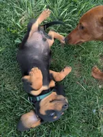 Isla's Green Collar Boy, a male Miniature Dachshund for sale in Saint James, MO – 9 of 10