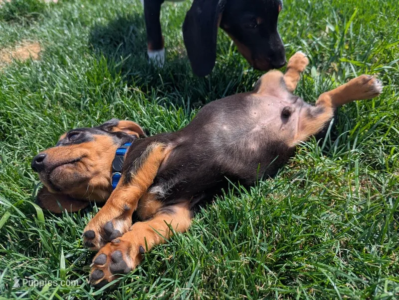 Isla's Blue Collar Boy – Beagle, Miniature Dachshund puppy for sale in Saint James, MO