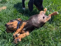 Isla's Blue Collar Boy, a male Beagle and Miniature Dachshund for sale in Saint James, MO – 5 of 10