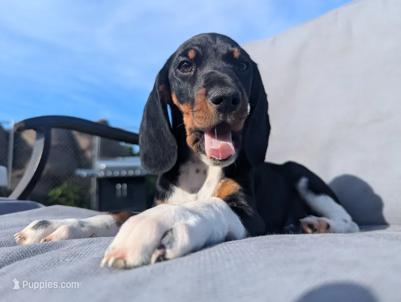 Abbey's Green Collar Boy – Miniature Dachshund puppy for sale in Saint James, MO