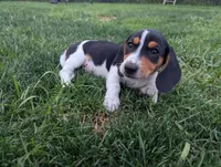 Isla's Black Collar Boy, a male Beagle and Miniature Dachshund for sale in Saint James, MO – 8 of 9