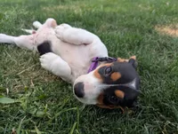 Isla's Purple Collar Girl, a female Beagle and Miniature Dachshund for sale in Saint James, MO – 7 of 10