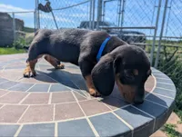Isla's Blue Collar Boy, a male Beagle and Miniature Dachshund for sale in Saint James, MO – 3 of 10