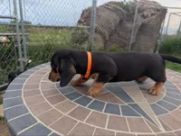 Isla's Orange Collar Boy, a male Miniature Dachshund for sale in Saint James, MO – 4 of 10