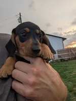 Isla's Orange Collar Boy, a male Miniature Dachshund for sale in Saint James, MO – 8 of 10
