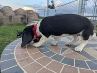 Isla's Red Collar Girl, a female Beagle and Miniature Dachshund for sale in Saint James, MO – 5 of 8
