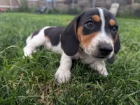 Isla's Black Collar Boy, a male Beagle and Miniature Dachshund for sale in Saint James, MO – 9 of 9