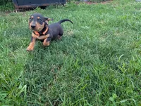 Isla's Orange Collar Boy, a male Miniature Dachshund for sale in Saint James, MO – 2 of 10
