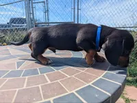Isla's Blue Collar Boy, a male Beagle and Miniature Dachshund for sale in Saint James, MO – 2 of 10