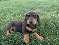 Isla's Green Collar Boy, a male Miniature Dachshund for sale in Saint James, MO – 5 of 10