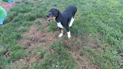 Paw Revere, a male Beagle and Miniature Dachshund for sale in Saint James, MO – 8 of 10