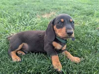 Isla's Green Collar Boy, a male Miniature Dachshund for sale in Saint James, MO – 4 of 10
