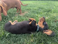 Isla's Green Collar Boy, a male Miniature Dachshund for sale in Saint James, MO – 7 of 10