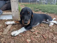Clint Eastwoof, a male Beagle and Miniature Dachshund for sale in Saint James, MO – 3 of 8