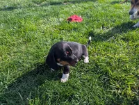 Abbey's Blue Collar Boy, a male Beagle and Miniature Dachshund for sale in Saint James, MO – 4 of 10