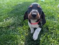 Abbey's Pink Collar Girl, a female Beagle and Miniature Dachshund for sale in Saint James, MO – 5 of 6