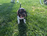 Abbey's Pink Collar Girl, a female Beagle and Miniature Dachshund for sale in Saint James, MO – 6 of 6