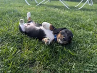 Abbey's Blue Collar Boy, a male Beagle and Miniature Dachshund for sale in Saint James, MO – 10 of 10