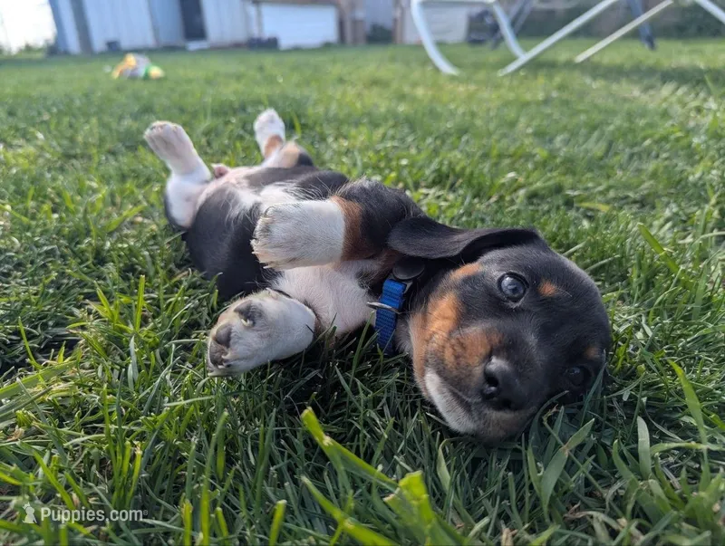 Abbey's Blue Collar Boy – Beagle, Miniature Dachshund puppy for sale in Saint James, MO